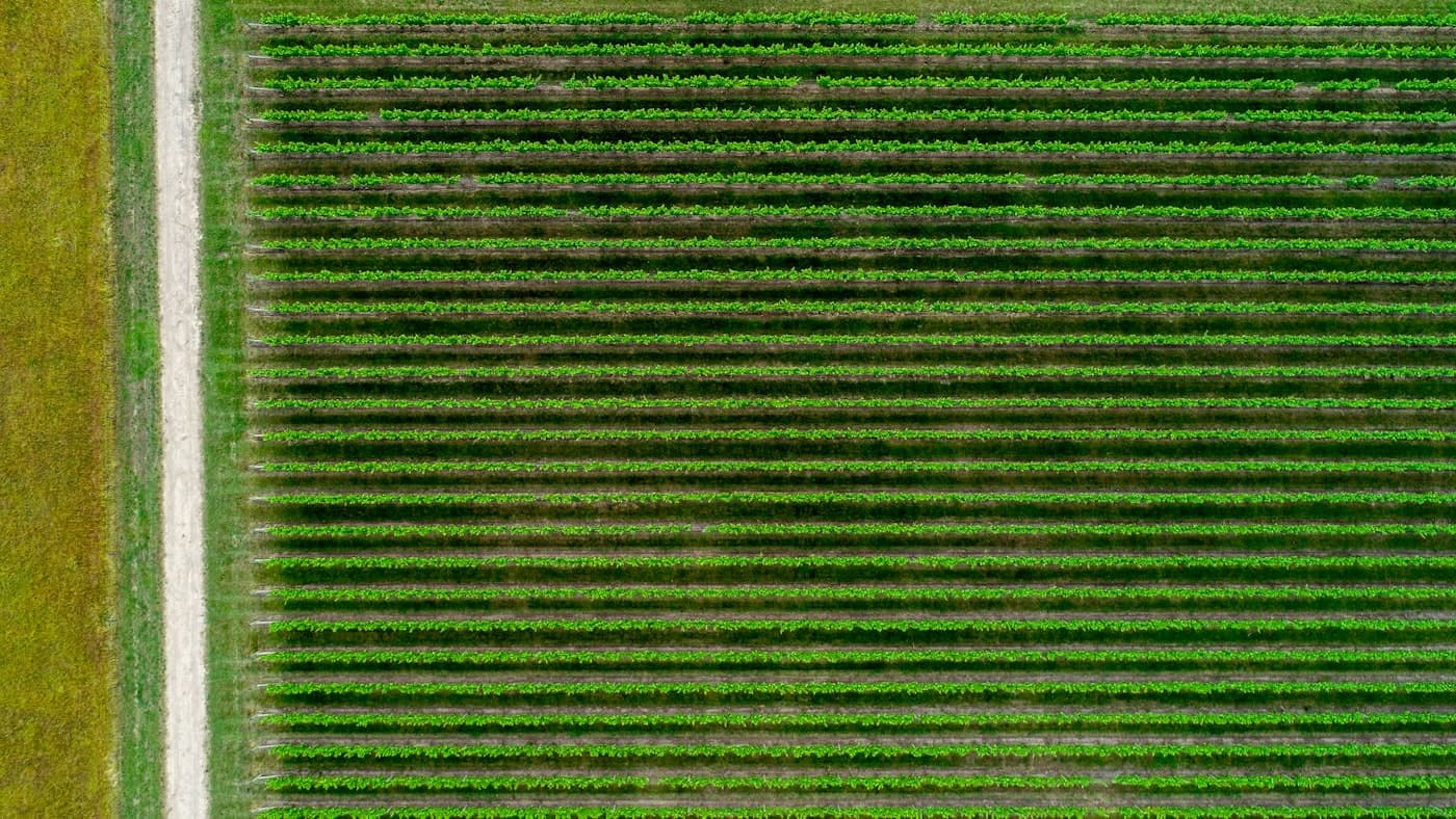 North Florida farmland