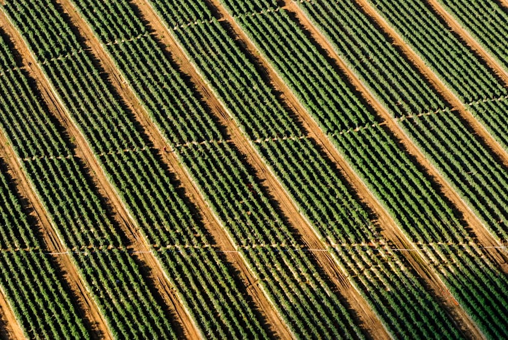 North Florida crop rows